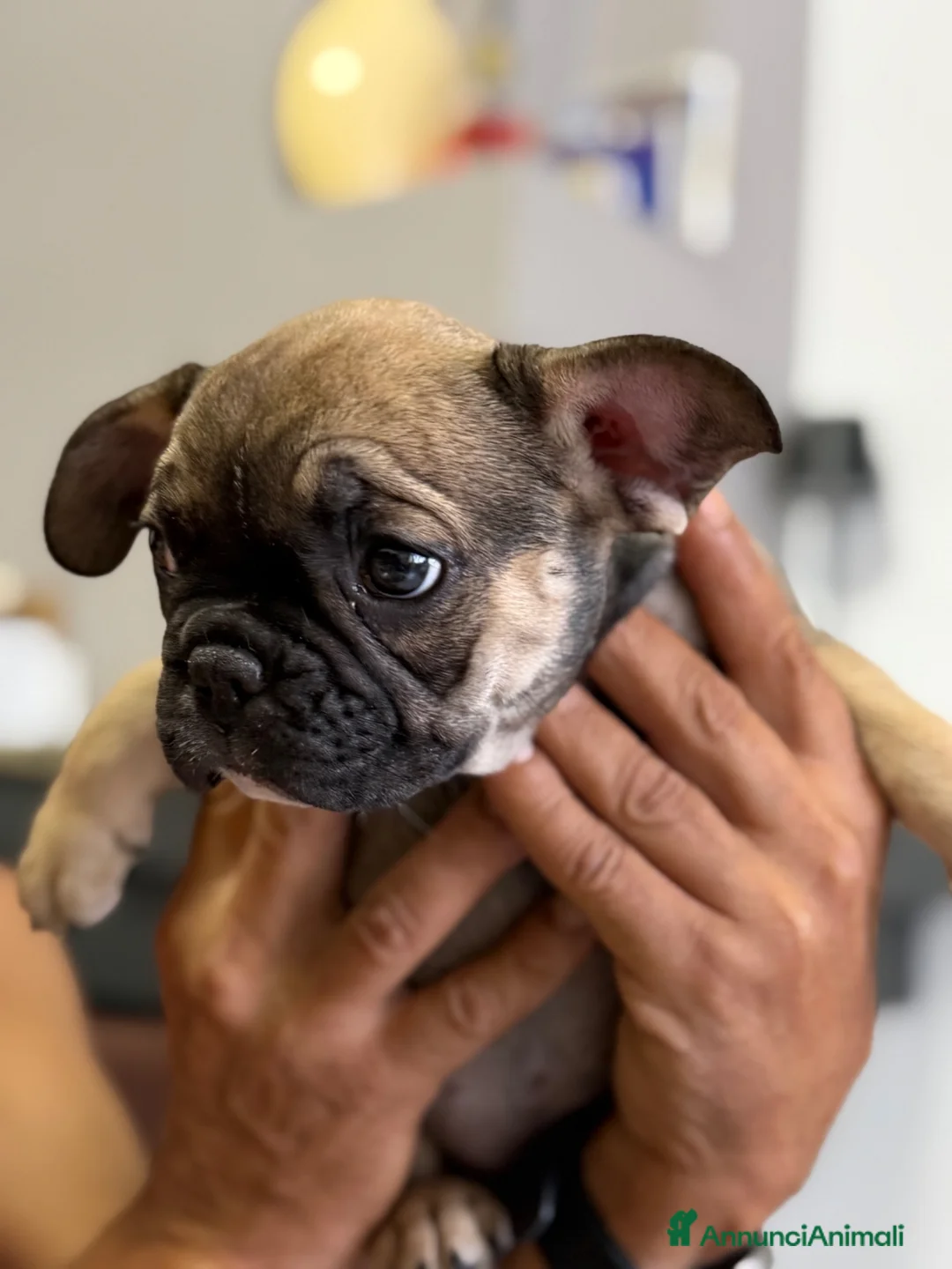 Bulldog Francese cani in vendita: Bulldog francese femmina a Provincia di Brindisi - Annuncio 1