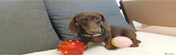 Bassotto cani in vendita: Maschietto bassotto con Pedigree Enci.  - Annuncio 5