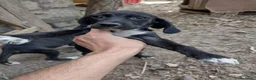 Setter Inglese cani in regalo: Teo e Sofì 2 setter inglesi di 3 mesi (Catania) - Annuncio 7