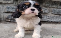 Cavalier King cani in vendita: Cavalier king con pedigree pronta da subito  a Provincia di Lecco - Immagine 11