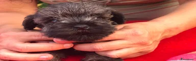 Mini Schnauzer 1