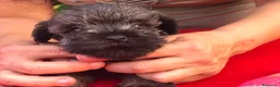 Mini Schnauzer cani in vendita: Cuccioli di zwergschnauzer pepe e sale  a Provincia di Macerata - Annuncio 11