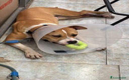 American Staffordshire cani in regalo: Cucciolone di Amstaff - Immagine 4