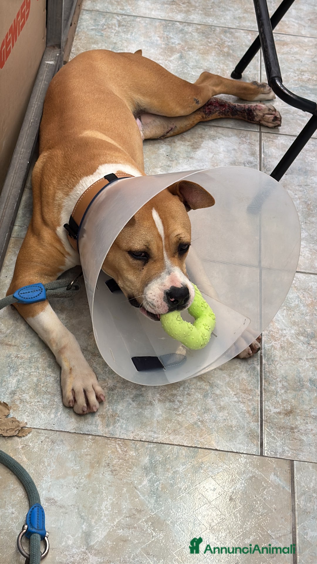 American Staffordshire cani in regalo: Cucciolone di Amstaff - Immagine 4