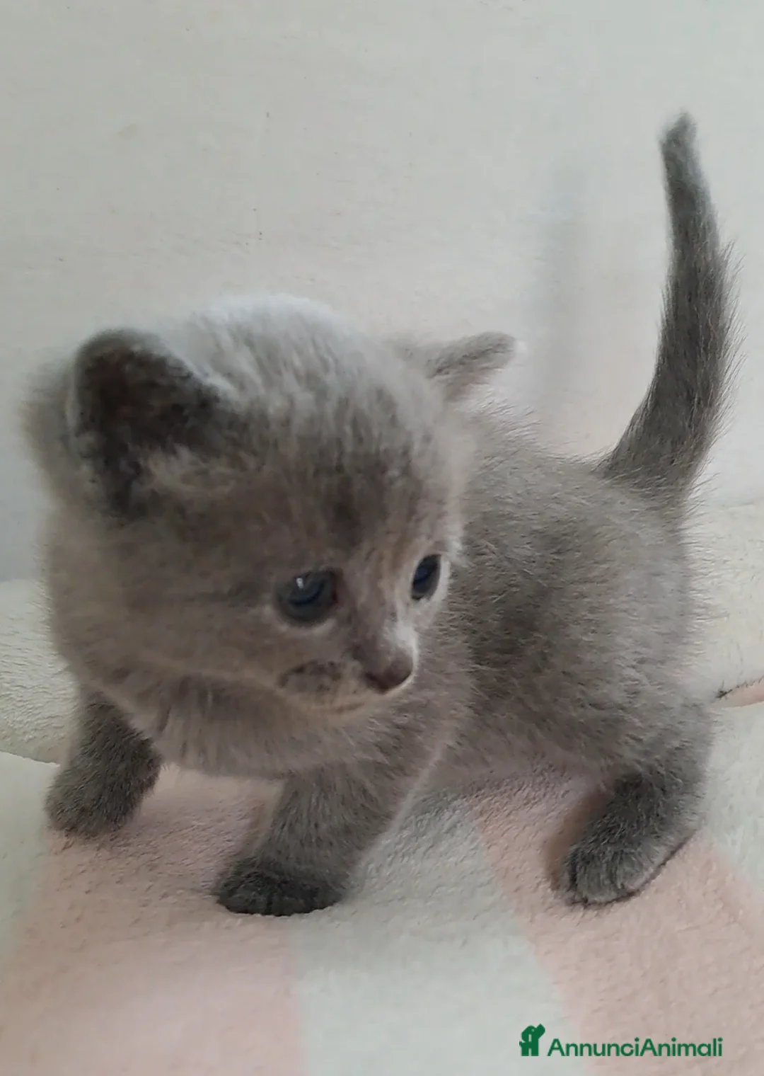 Certosino gatti in vendita: Gattini Certosini con Pedigree - Annuncio 2