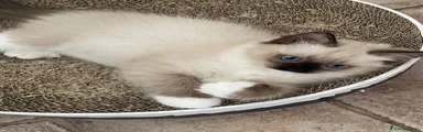 Ragdoll 3