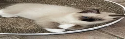 Ragdoll gatti in vendita: Cuccioli Ragdoll con pedigree  - Annuncio 12