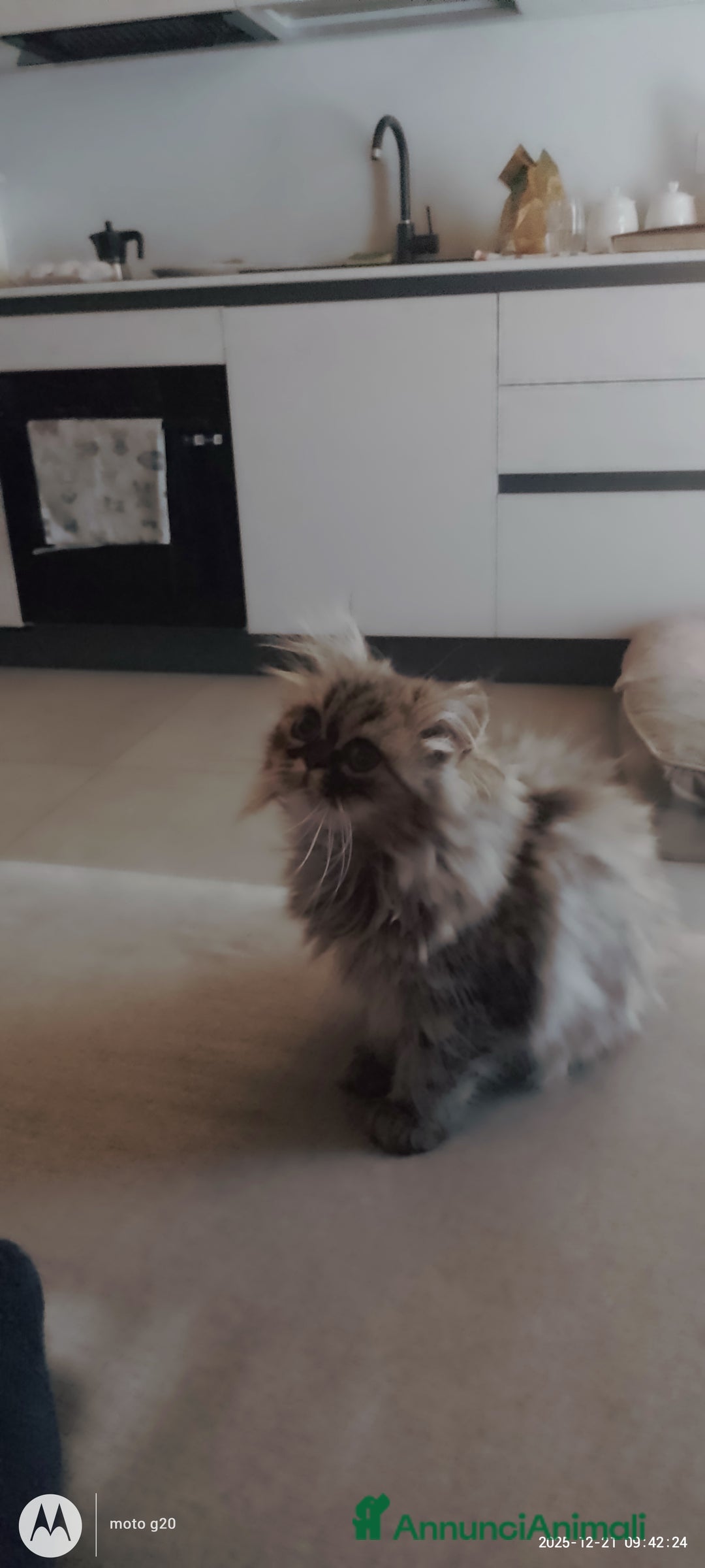 Persiano gatti in vendita: Splendida cucciola  - Annuncio 3