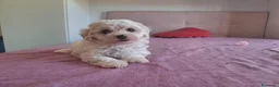 Maltipoo cani in vendita: Dolcissima cucciola di Maltipoo - Annuncio 1
