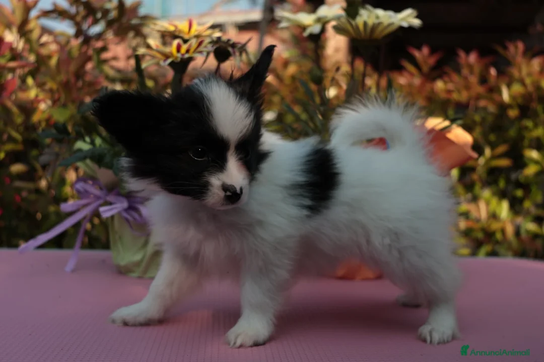 Papillon cani in vendita: Cucciolo piccola taglia  - Annuncio 1