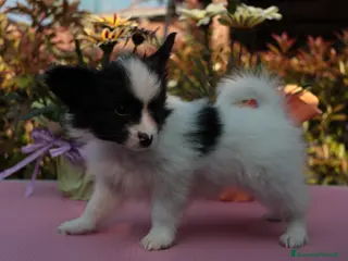 Papillon cani Cucciolo piccola taglia - Annuncio 16