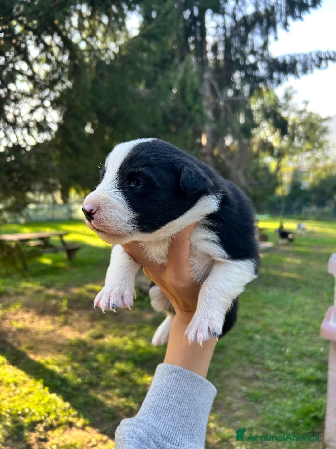 Border Collie cani in vendita: Cuccioli di Border Collie  - Annuncio 7