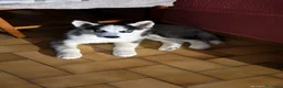 Husky cani in vendita: Cucciolo Husky  a Città Metropolitana di Napoli - Annuncio 4