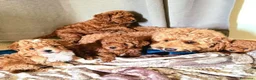 Barboncino cani in regalo: Cuccioli Di Barboncino  a Provincia di Prato - Annuncio 3