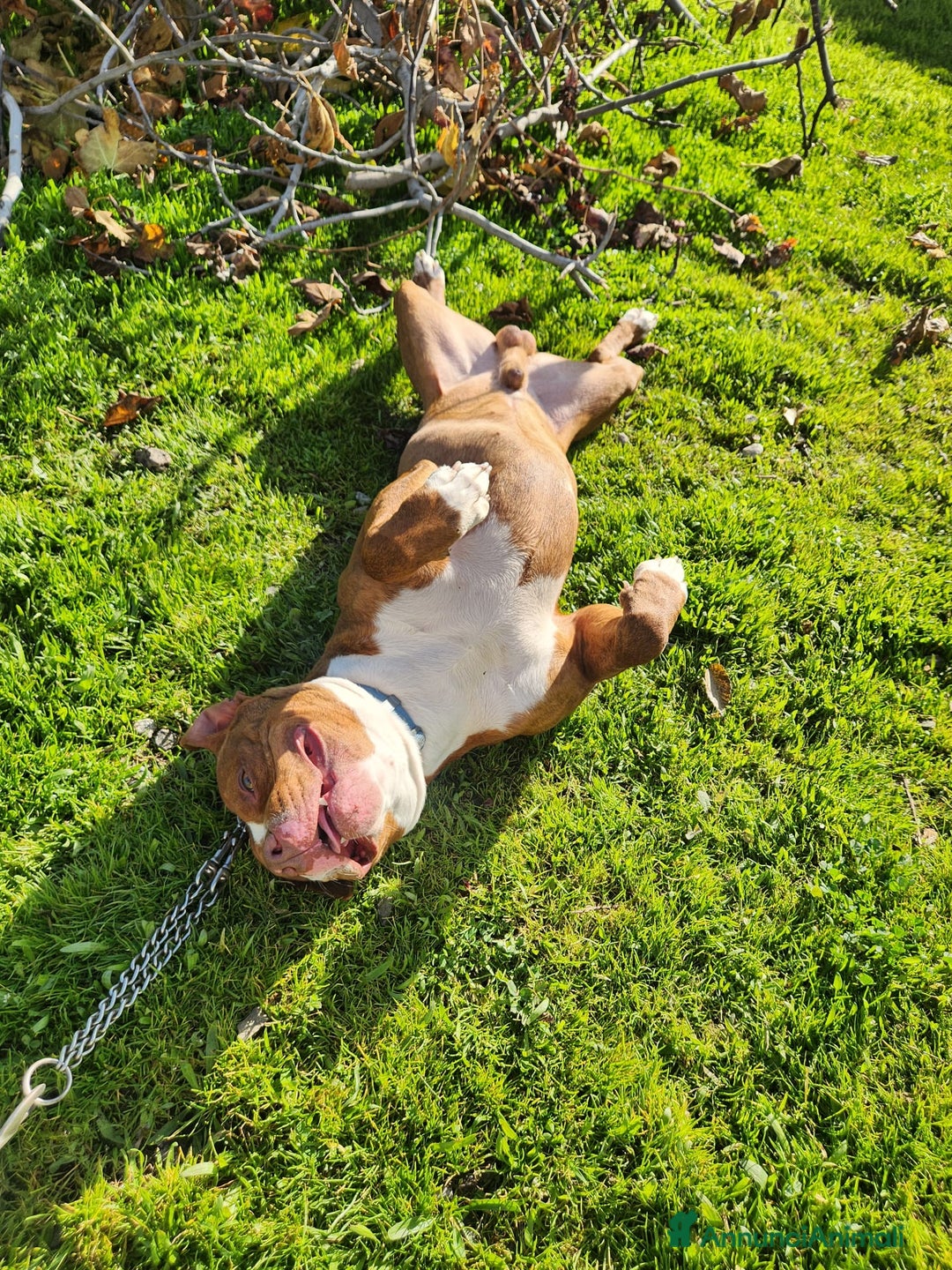 Pitbull cani in regalo: Pitbull splendido(e sorella)18mesi SOS URGENTE.SUD - Annuncio 8