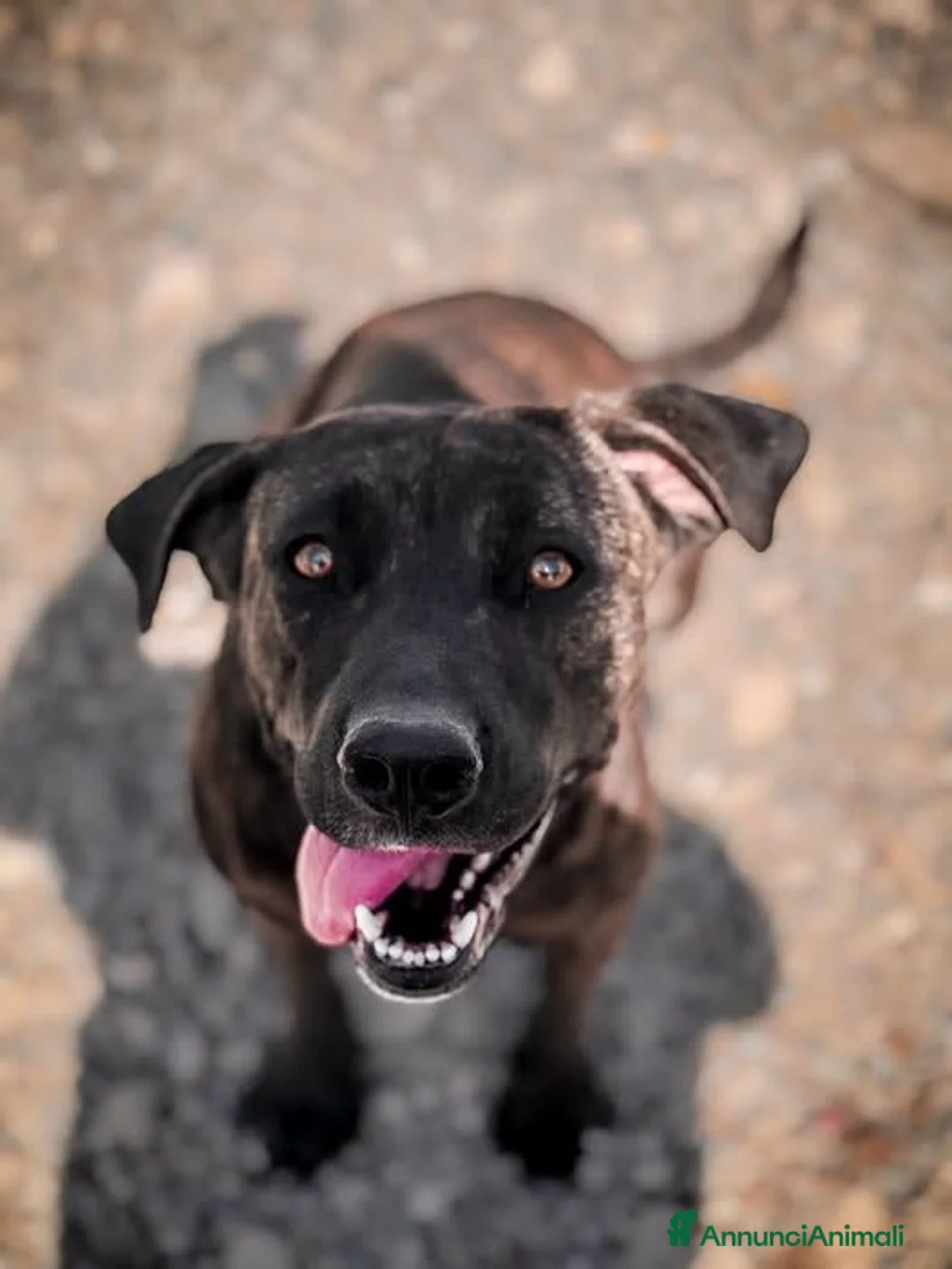 Cane Corso cani in regalo: Anna- - Annuncio 1