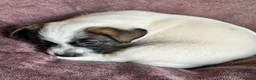 Jack Russell cani in vendita: 𝕊𝕋𝕌ℙ𝔼ℕ𝔻𝕀 ℂ𝕌ℂℂ𝕀𝕆𝕃𝕀 𝕁𝔸ℂ𝕂 ℝ𝕌𝕊𝕊𝔼𝕃𝕃 a Città metropolitana di Roma Capitale - Annuncio 5