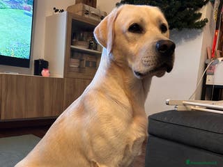 Labrador cani Labrador Maschio per monta - Annuncio 2