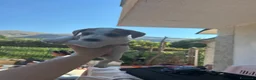 Jack Russell cani in vendita: Jack russell zampa corta a Città metropolitana di Palermo - Annuncio 6