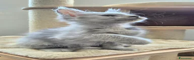 Maine Coon 3