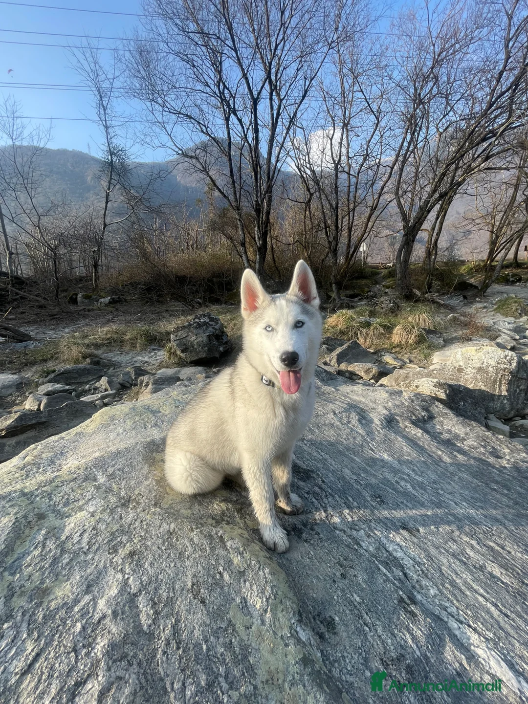 Husky cani in vendita: Cucciolo di Husky  a Città metropolitana di Milano - Annuncio 1