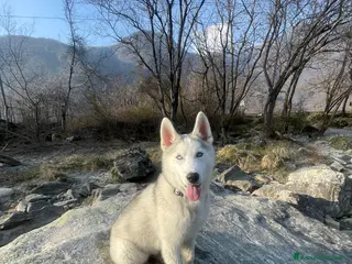 Husky cani Cucciolo di Husky - Annuncio 22