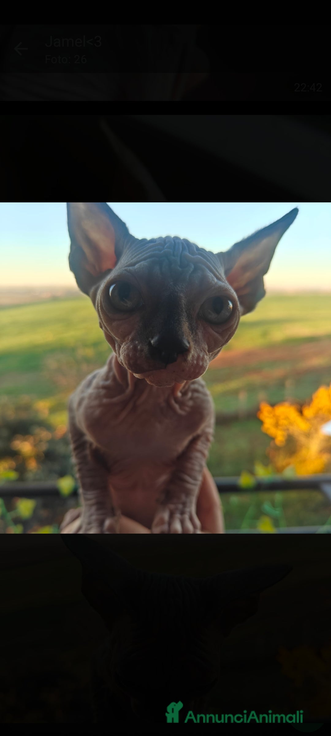 Sphynx gatti in vendita: Cucciola di canadian sphynx - Annuncio 4