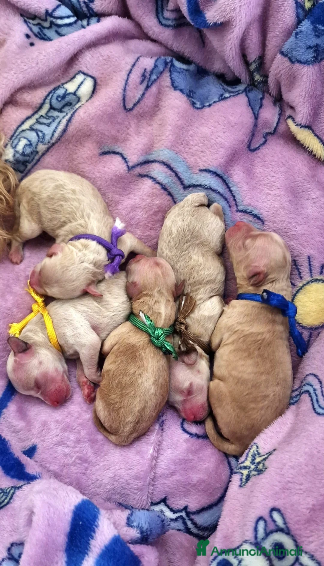 Barboncino cani in vendita: Cuccioli di barboncino  - Annuncio 2