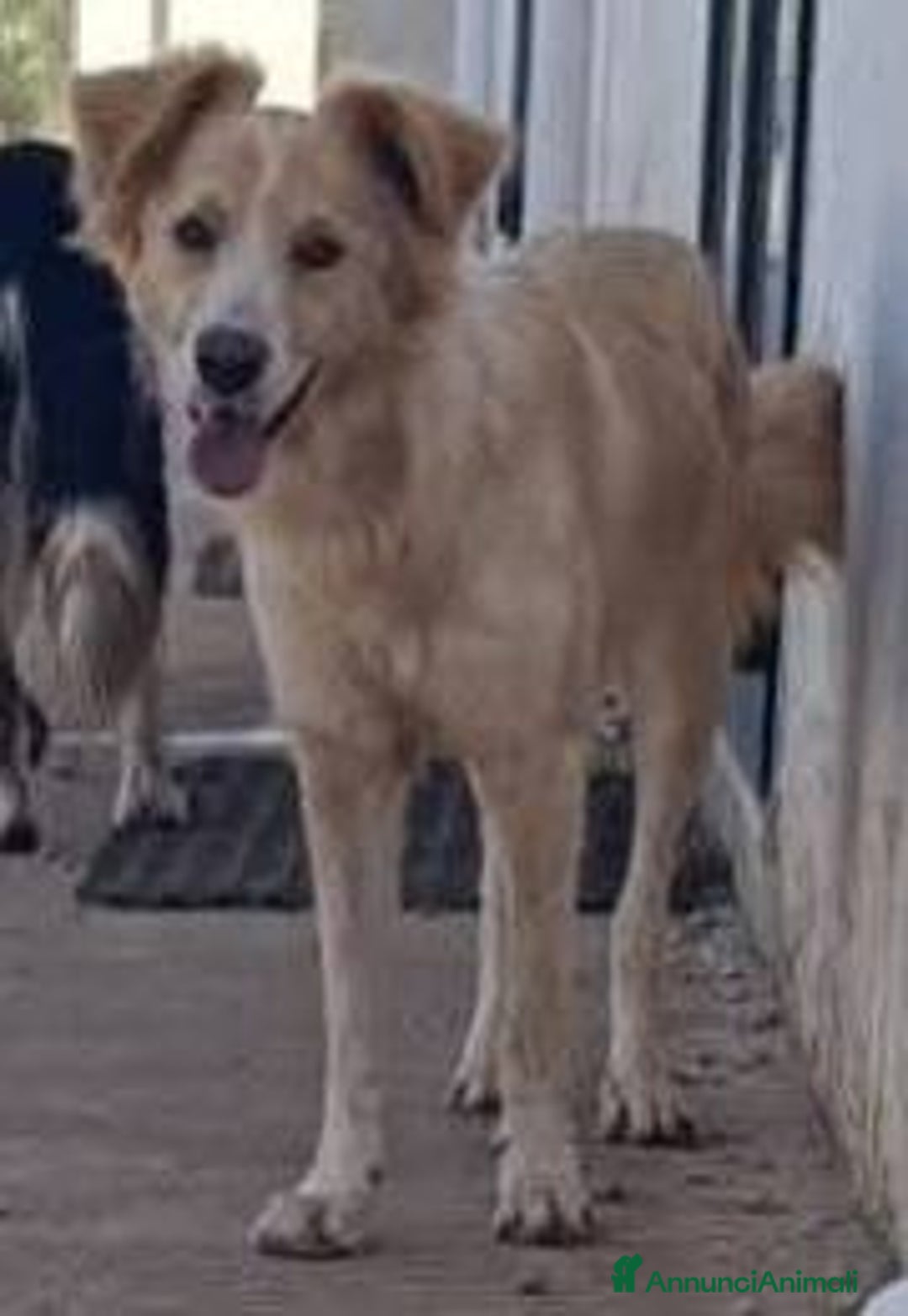 Meticcio cani in regalo: Chantal fantastica cagnolina - Annuncio 12