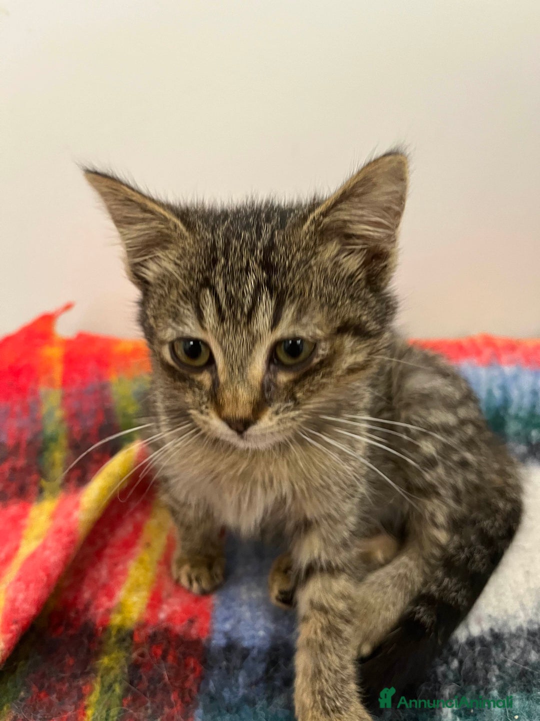 Meticcio gatti in regalo: Gattina in adozione - Annuncio 5