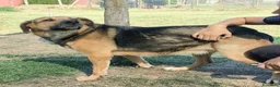 Meticcio cani in regalo: Lulù, strepitosa simil pastore t in adozione  a Provincia di Latina - Annuncio 4