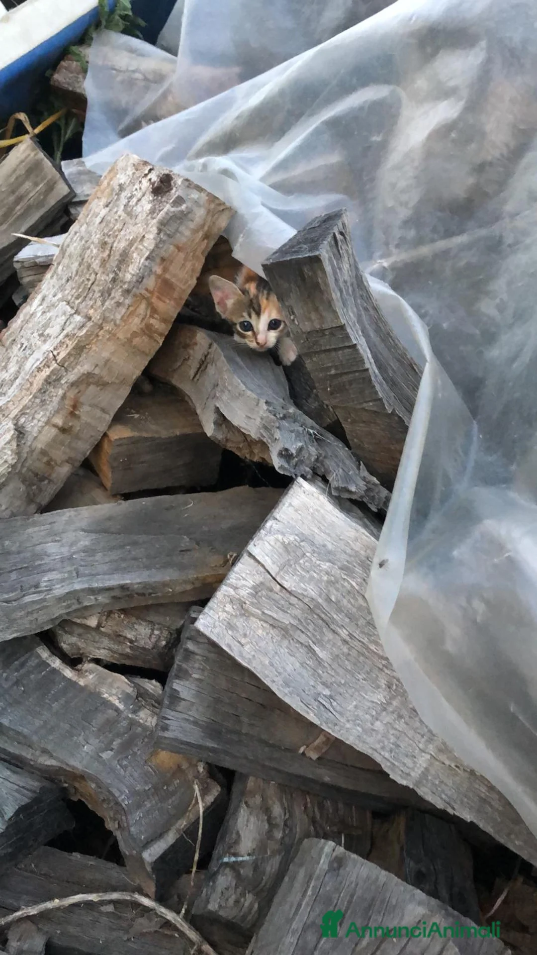 Europeo gatti in regalo: Regalo gattini carinissimi - Annuncio 3