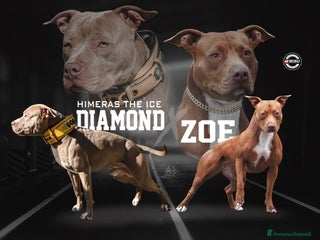 Pitbull cani Cucciolata selezionata di Pitbull in arrivo. - Annuncio 1