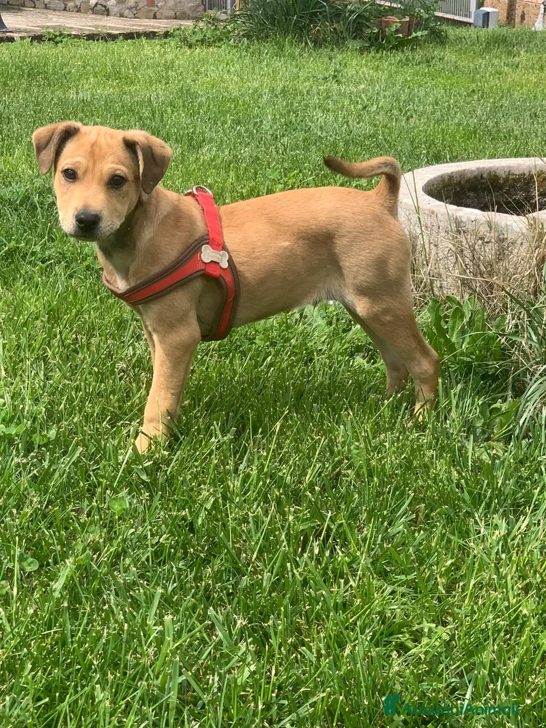 Meticcio cani in vendita: Aramis - Annuncio 1