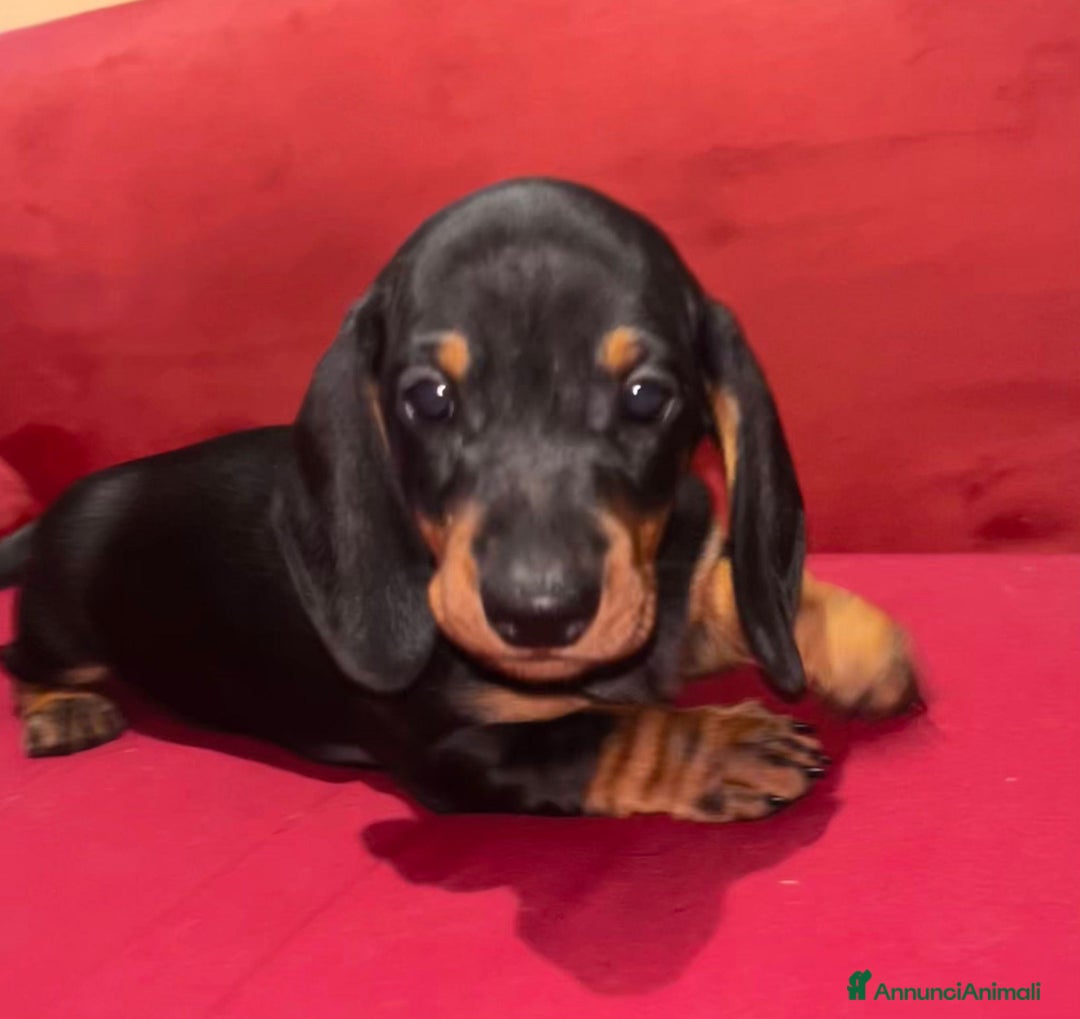 Bassotto cani in vendita: 2 cucciole femmine bassotto standard - Immagine 2