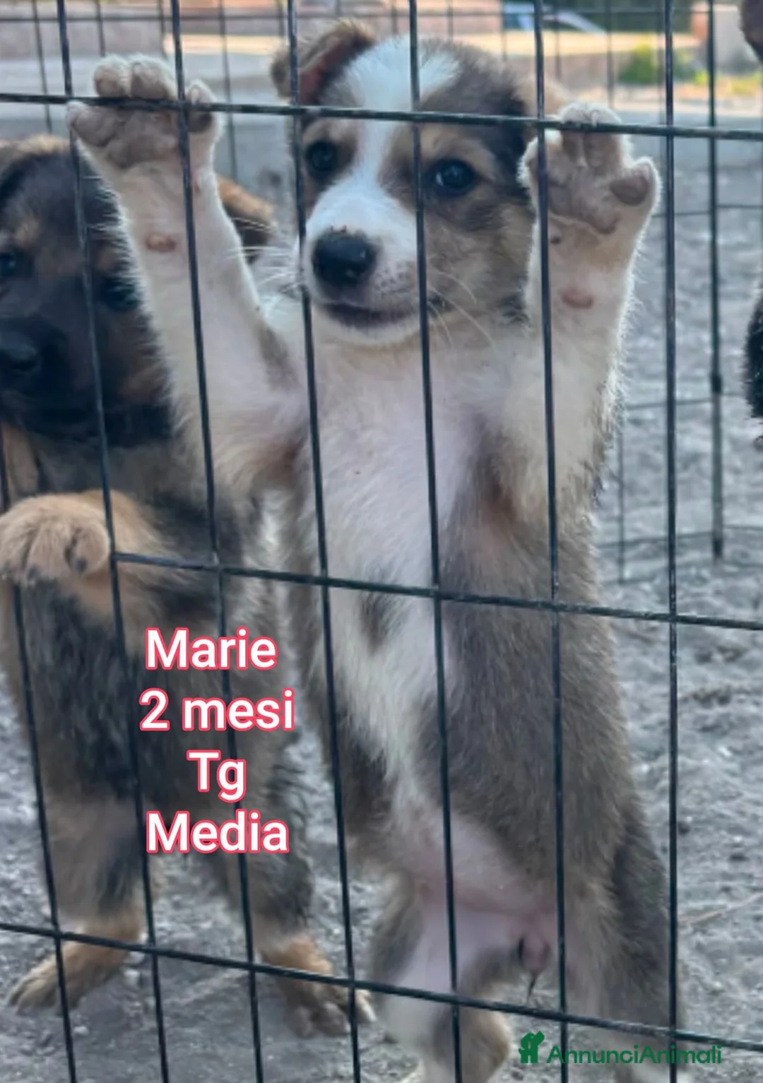 Meticcio cani in regalo: TENERI CUCCIOLI IN CERCA DI CASA a Provincia di Modena - Annuncio 2