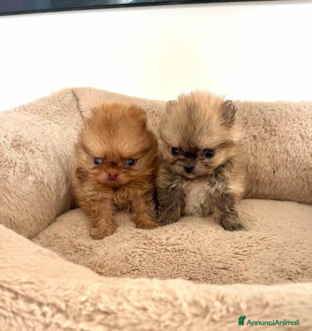 Volpino Pomerania cani in vendita: Cuccioli di Pomerania!  - Annuncio 11