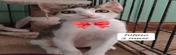 Altre razze gatti in regalo: Gattini destinati alla colonia  a Provincia di Ferrara - Annuncio 4