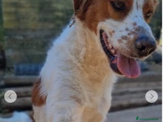 Meticcio cani Macchietta mix Breton 3anni ok gatti.PUGLIA a Città metropolitana di Milano - Annuncio 32