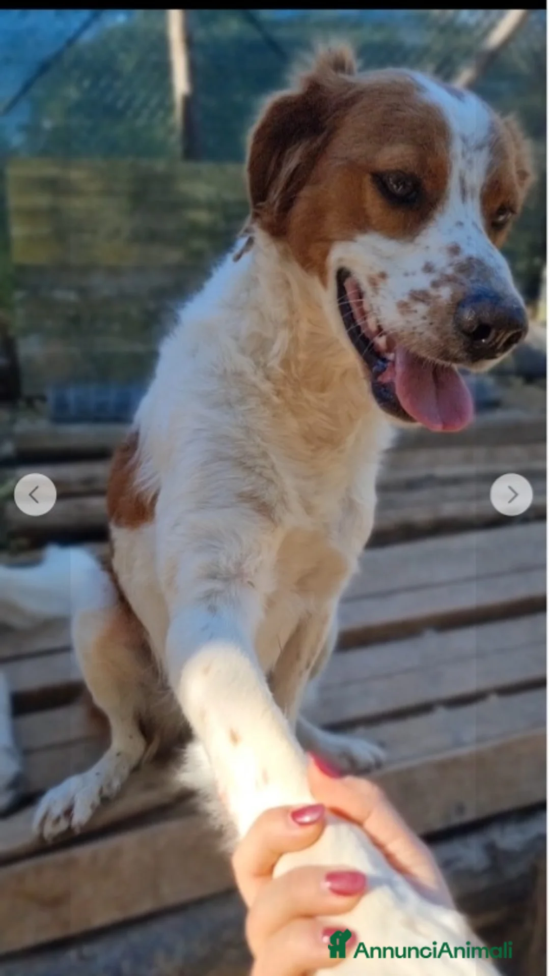 Meticcio cani in regalo: Macchietta mix Breton 3anni ok gatti.PUGLIA a Città metropolitana di Milano - Annuncio 1