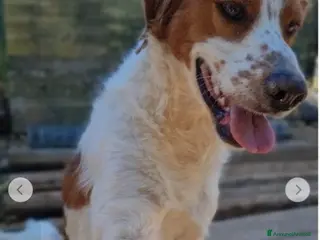 Meticcio cani Macchietta mix Breton 3anni ok gatti.PUGLIA a Città metropolitana di Milano - Annuncio 21