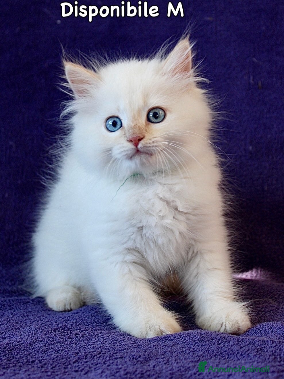 Siberiano gatti Cuccioli ipoallergenici di gatto siberiano - Annuncio 2