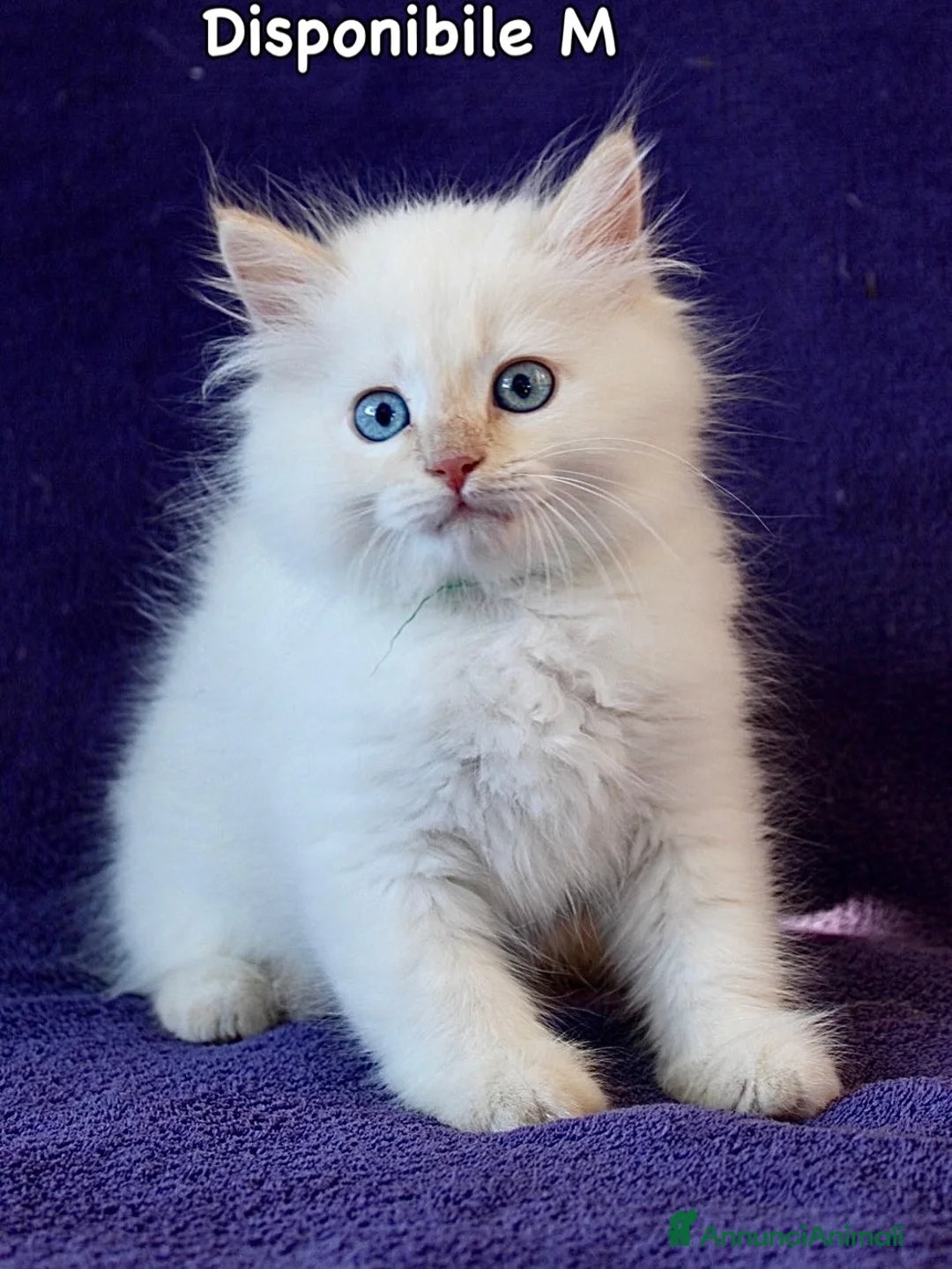 Siberiano gatti in vendita: Cuccioli ipoallergenici di gatto siberiano a Provincia di Pisa - Annuncio 2