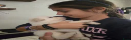 Pastore Svizzero cani in vendita: Cuccioli pastore svizzero bianco - Annuncio 4