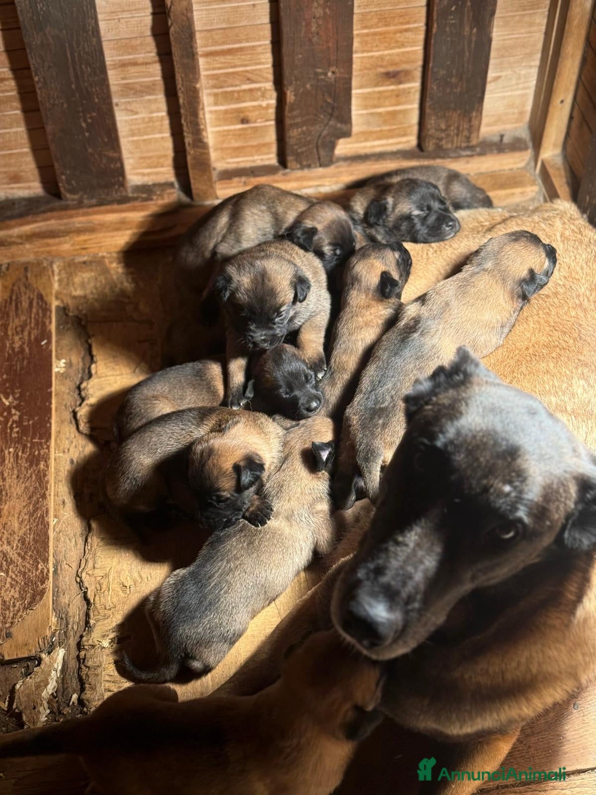 Pastore Belga cani Splendidi cuccioli di Pastore Belga Malinois  - Annuncio 2