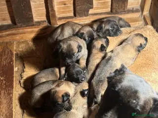 Pastore Belga cani Splendidi cuccioli di Pastore Belga Malinois - Annuncio 2