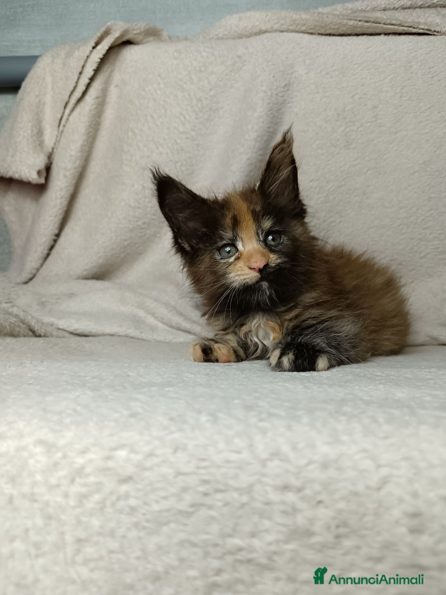 Maine Coon gatti Femmine maine coon con pedigree Fife  - Annuncio 4