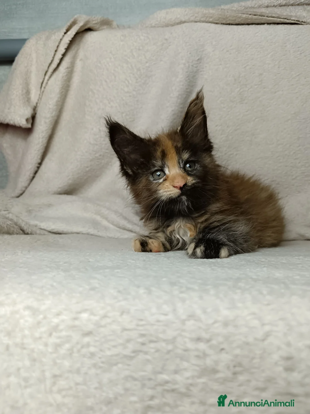 Maine Coon gatti in vendita: Femmine maine coon con pedigree Fife  - Annuncio 1