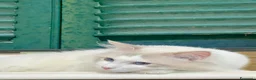 Ragdoll gatti in vendita: cucciolo ragdoll disponibile subito  - Annuncio 7