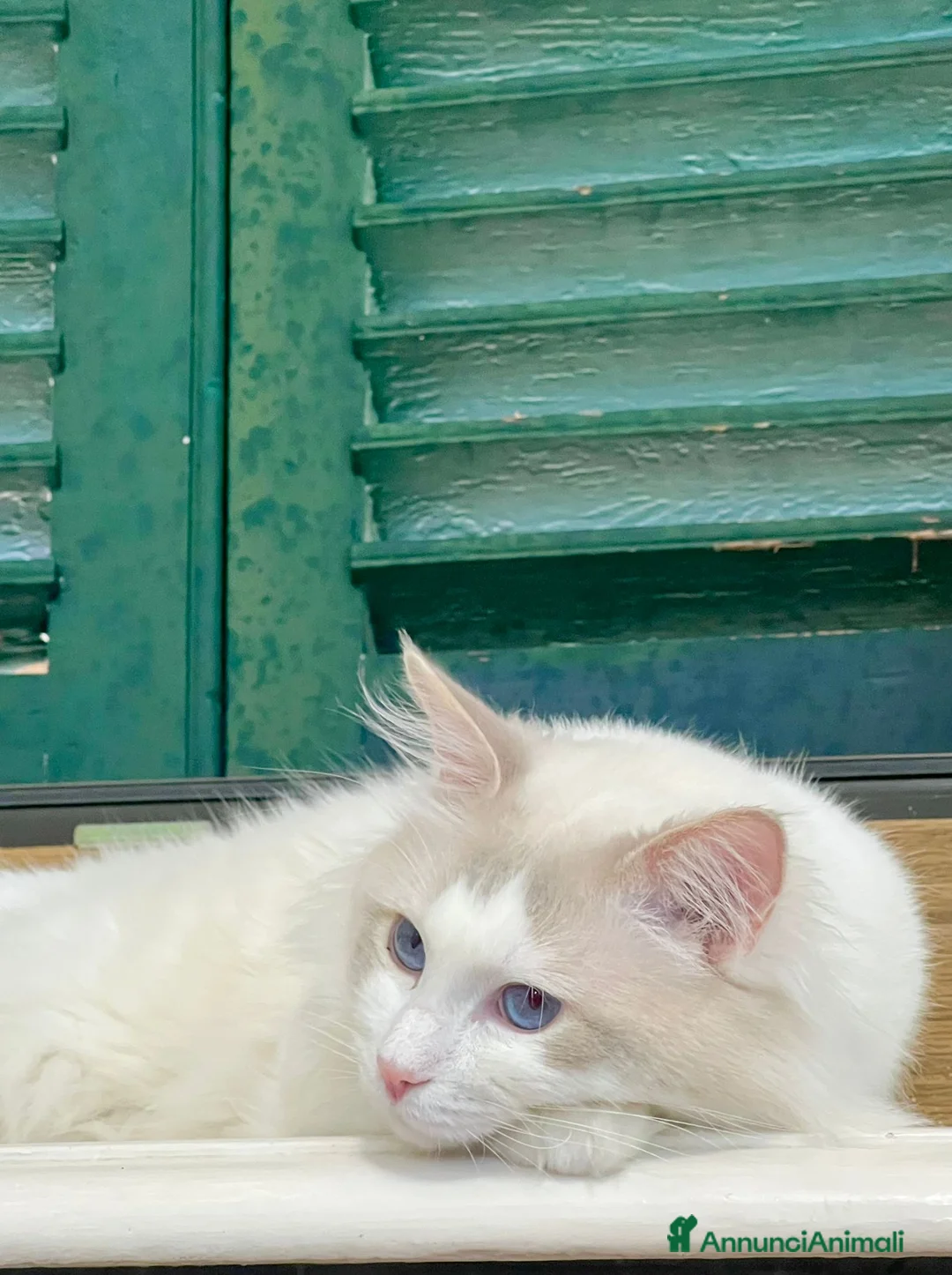 Ragdoll gatti in vendita: cucciolo ragdoll disponibile subito  - Annuncio 7